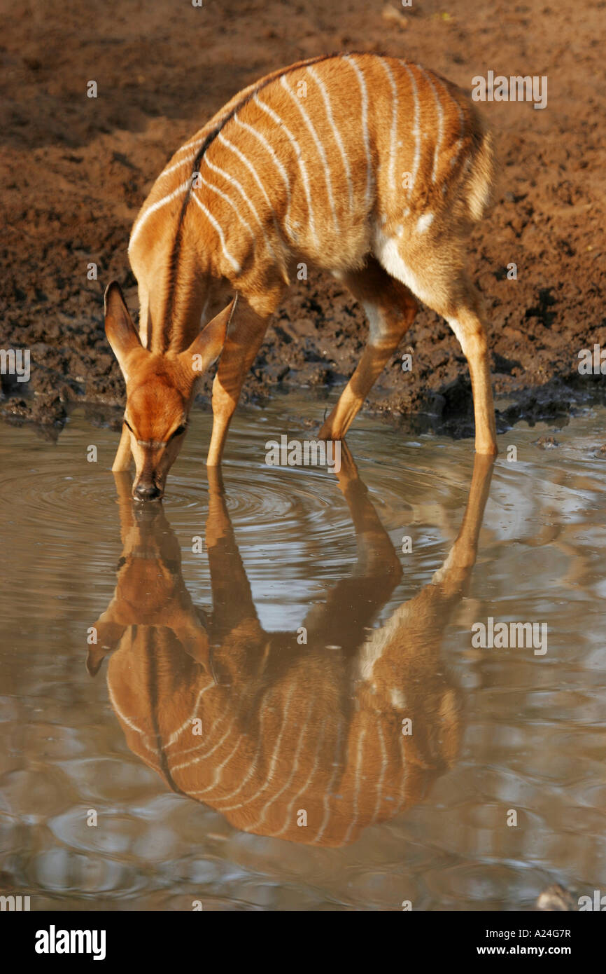 female nyala drinking from mud pool with reflection Stock Photo