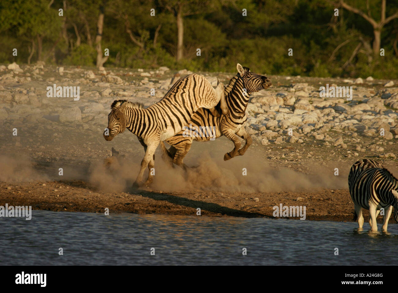 zebra stalion kicking and fighting Stock Photo