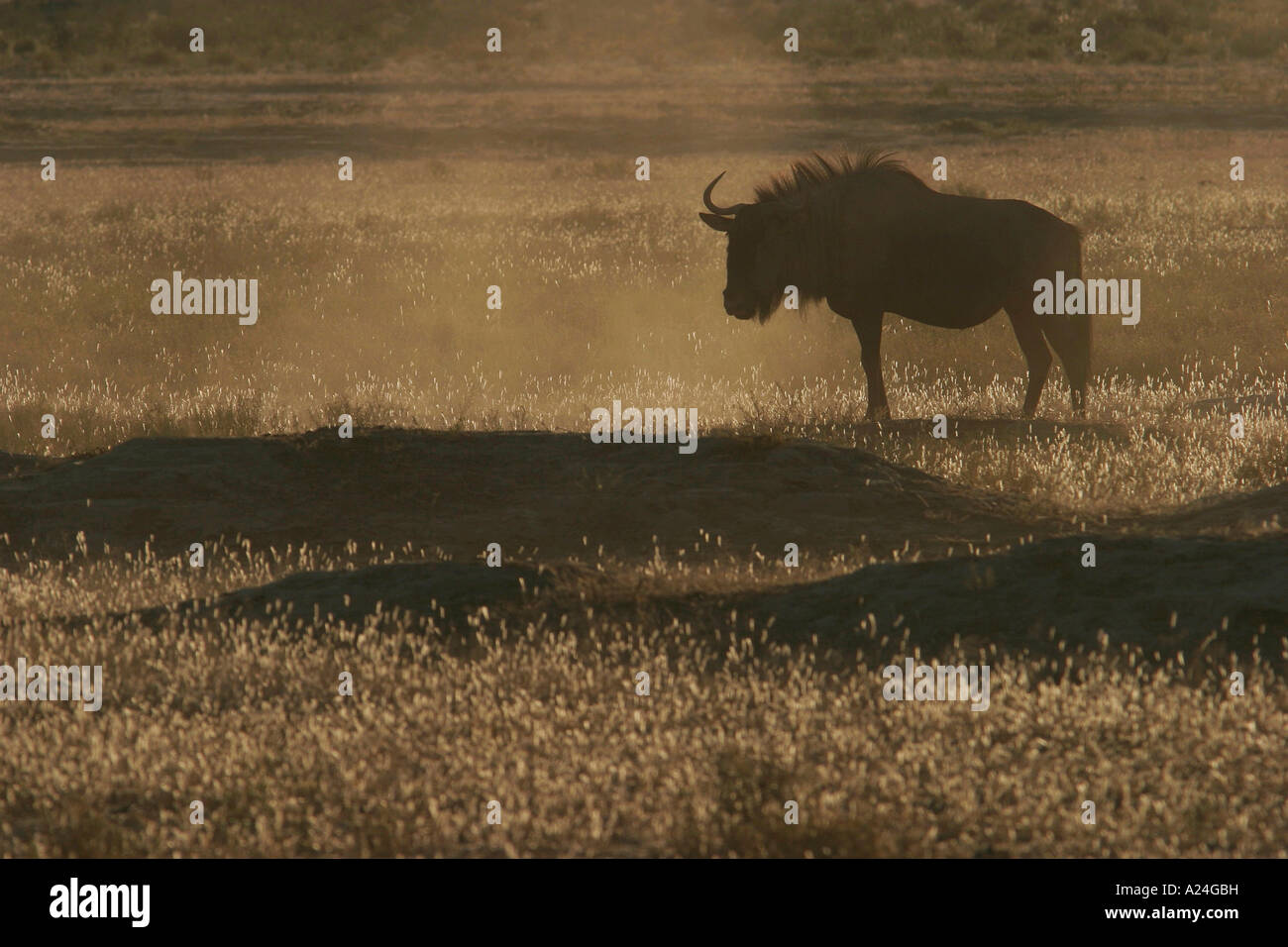 backlit blue wildebeest Stock Photo