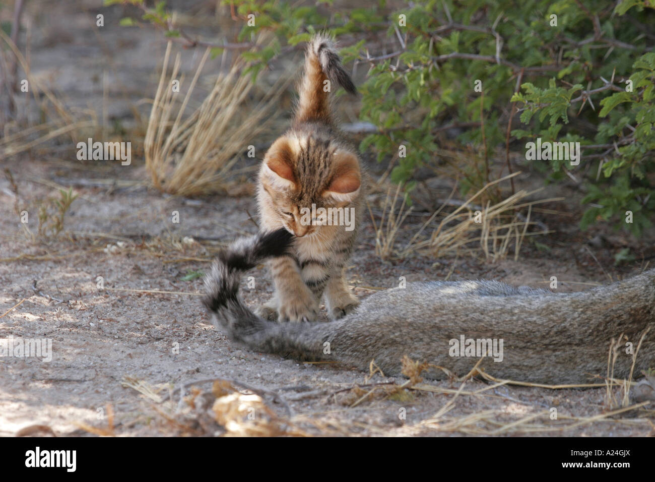 Playing african wild cat kitten with tail from mother 2 Stock Photo
