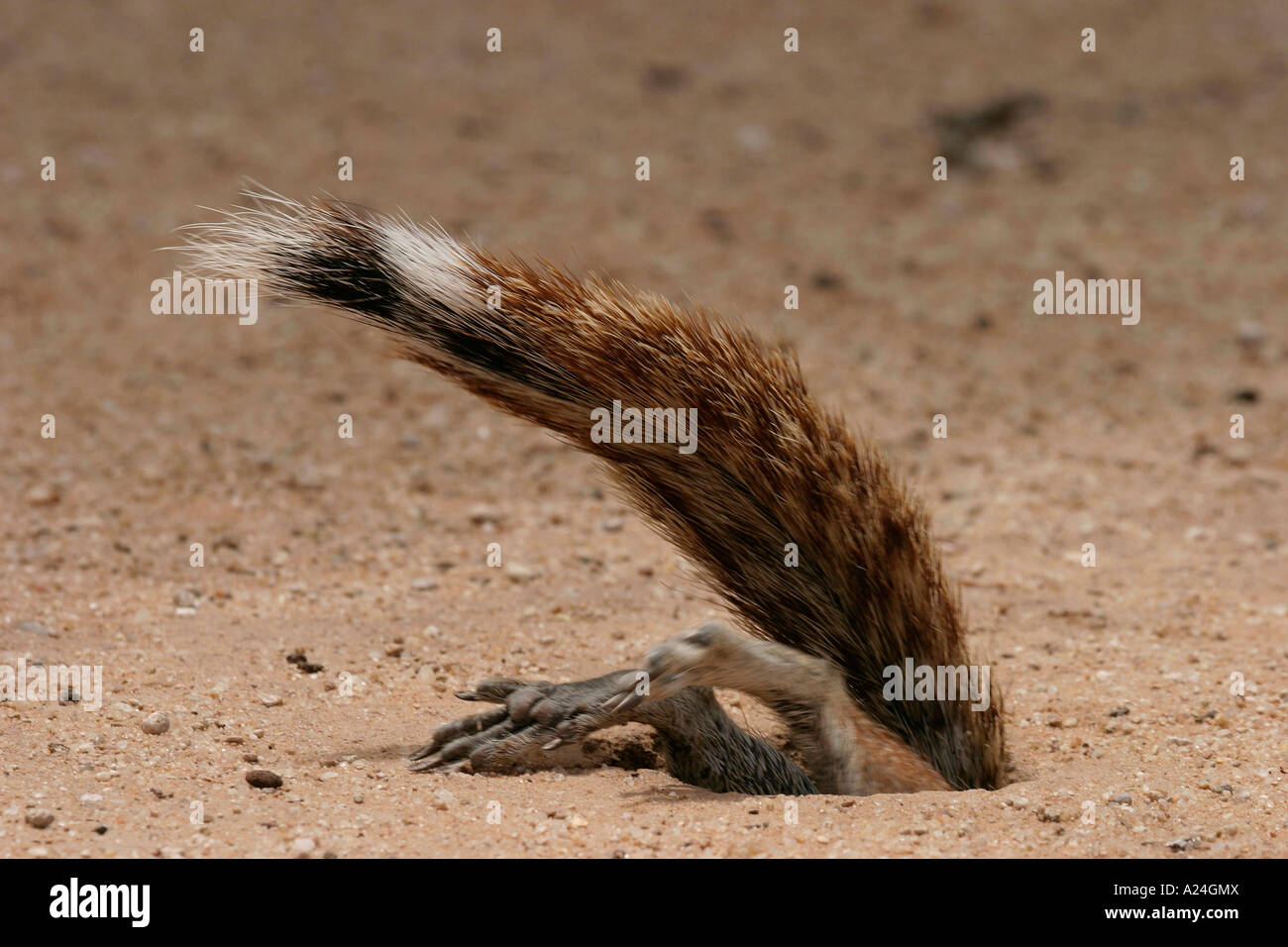 ground squirrel rushing into safety Stock Photo
