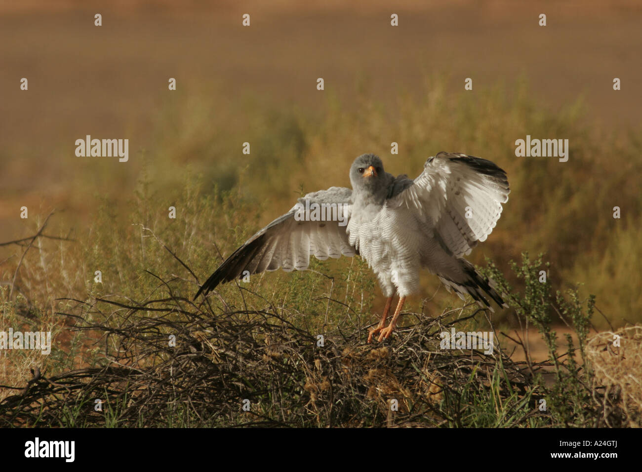 Pale Chanting Goshawk drying the wings after rainfall Stock Photo