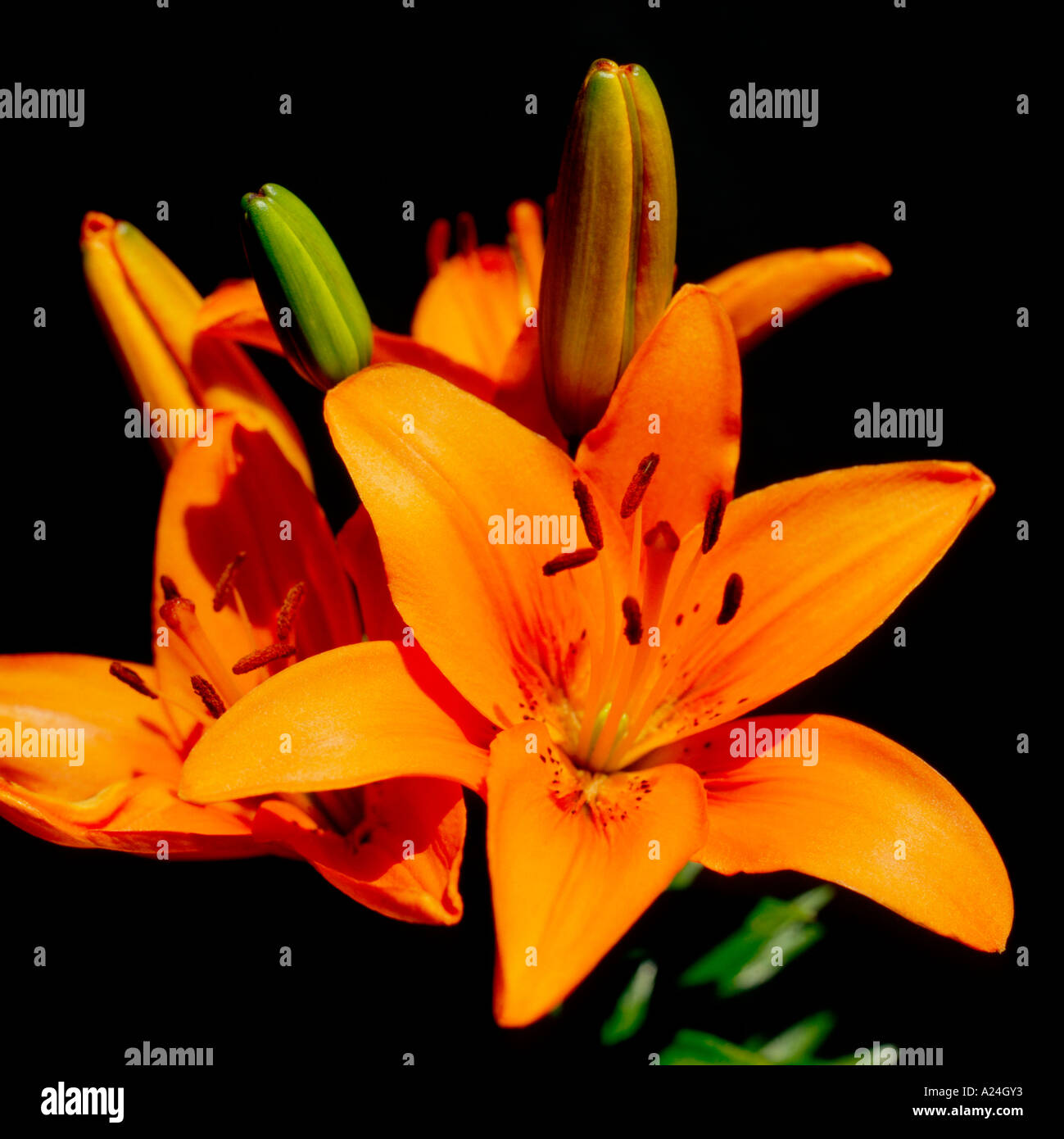 lily lilium Stock Photo