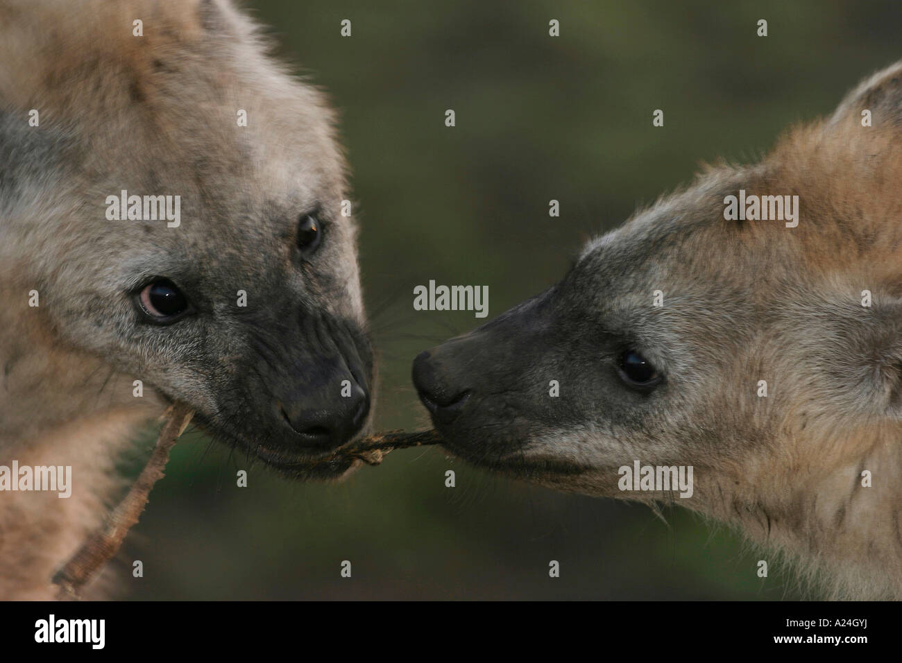 160+ African Stick Fighting Stock Photos, Pictures & Royalty-Free