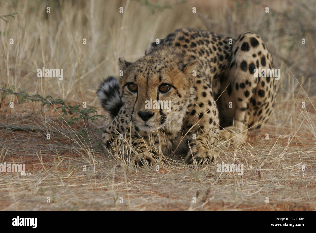 cheetah ready to hunt Stock Photo