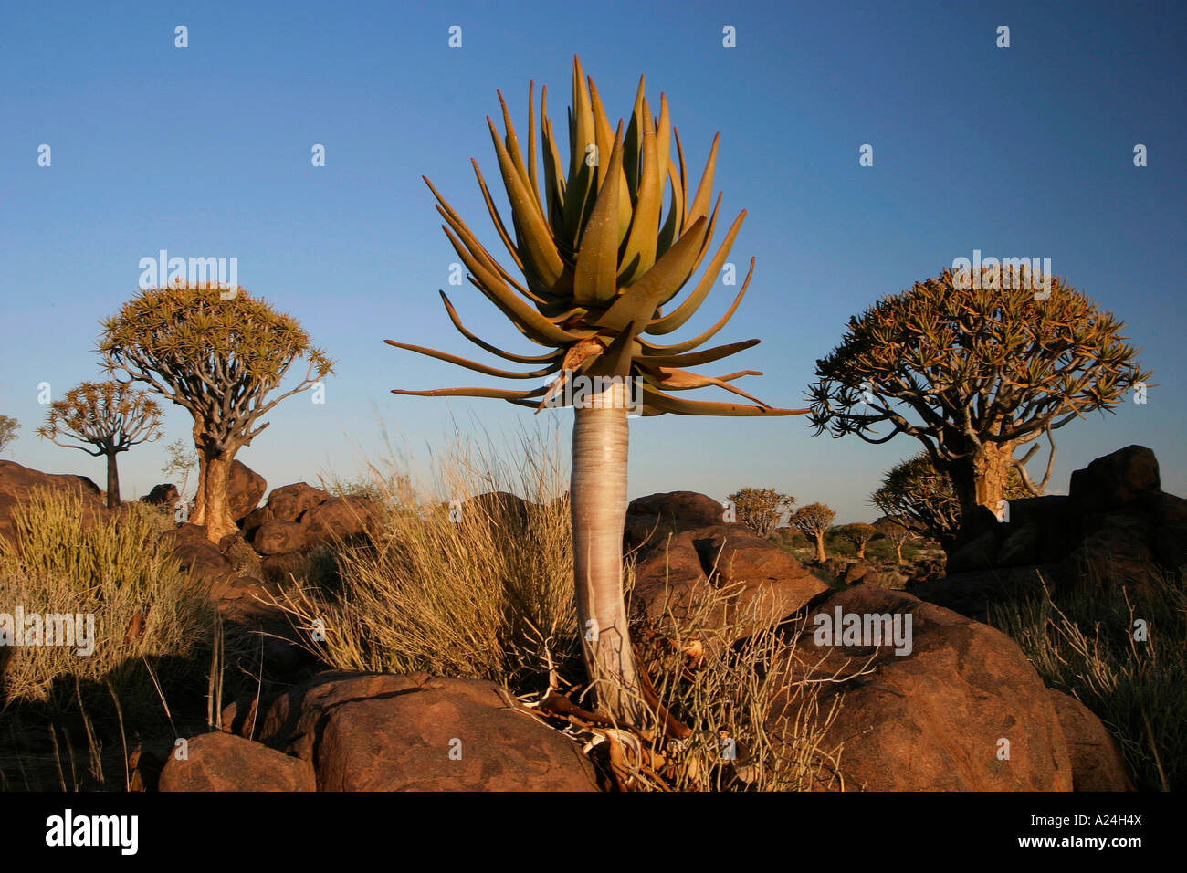 Aloe and Kokerbooms Stock Photo