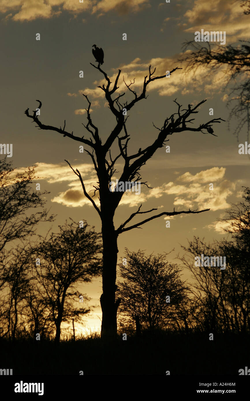 vulture resting on dead tree Stock Photo Alamy
