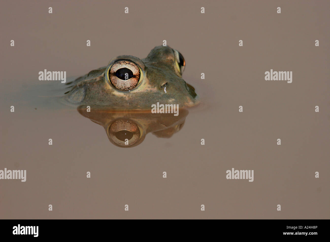 Gaint bull frog portrait Stock Photo