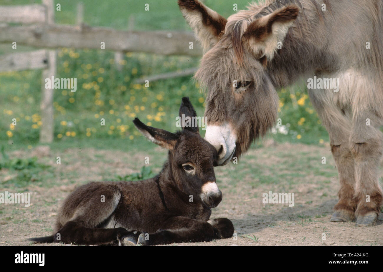 Esel Hausesel Stute Mutter Mit 3 e Altem Baby Jungtier Donkey Stock Photo Alamy