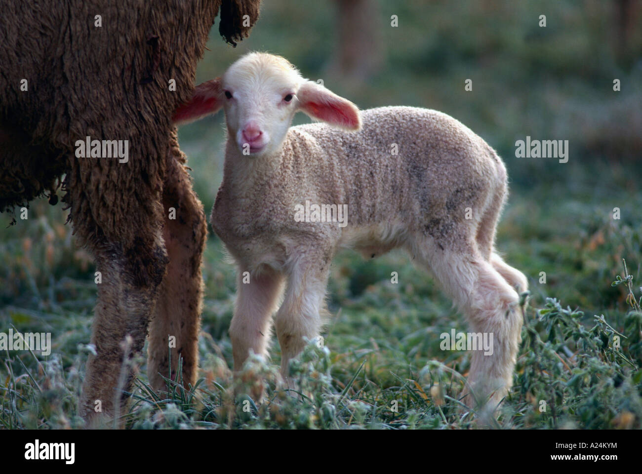 Hausschafe Lamm bei Muttertier Deutschland Baden Wuerttemberg Domestic Sheeps, Germany, lamb Stock Photo