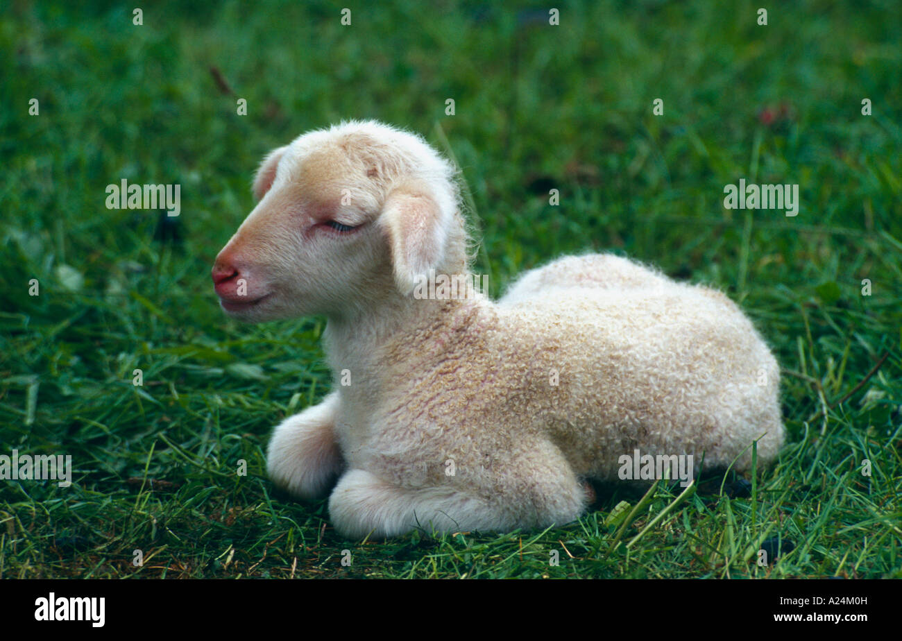 Hausschaf Laemmchen auf der Weide Deutschland nahe Belsen Domestic Sheeps, Germany Stock Photo