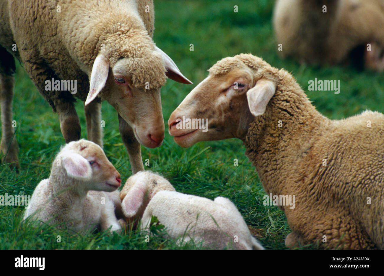 Hausschafe Zwei Mutterschafe mit Laemmern Laemmer auf der Weide, Domestic Sheeps, Germany Stock Photo