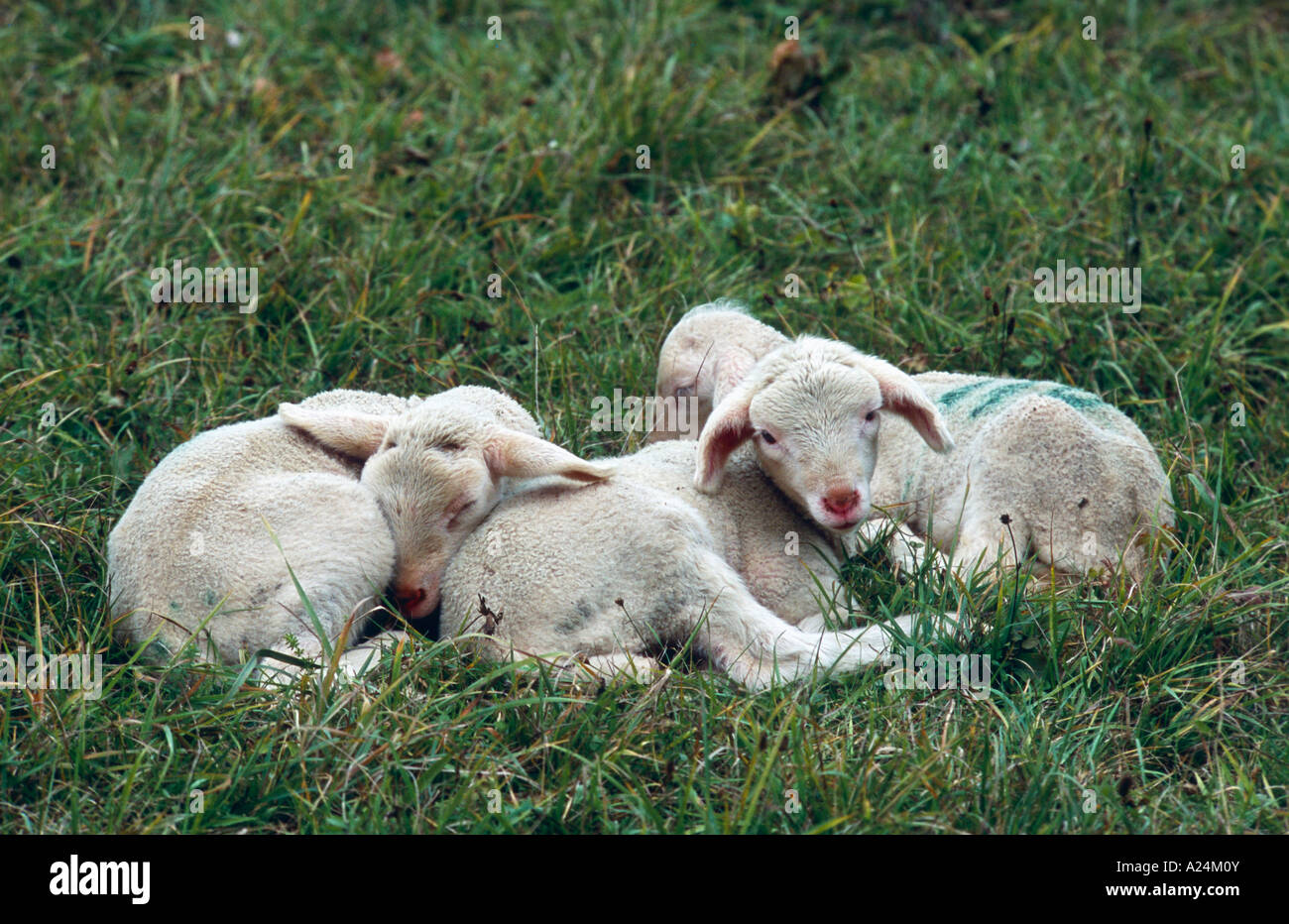 Hausschafe Laemmer auf der Weide Deutschland nahe Belsen Domestic Sheeps, Germany Stock Photo