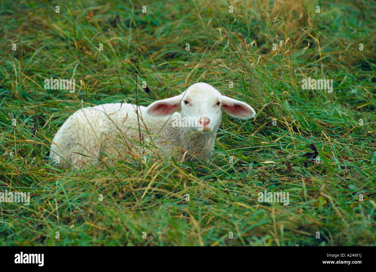 Hausschafe Laemmchen auf der Weide Deutschland Moessingen Belsen Domestic Sheeps, Germany Stock Photo