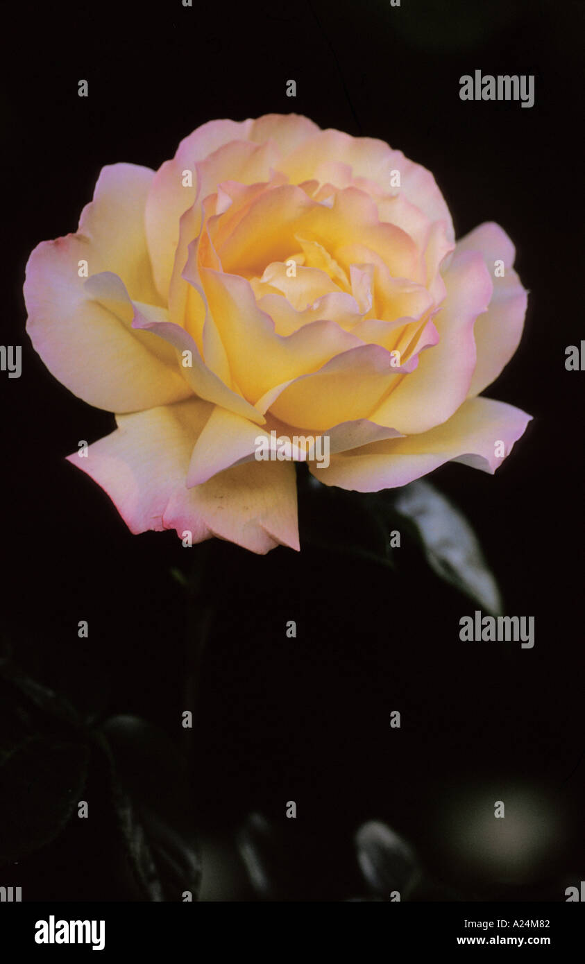 Orange shrub rose rosa hi-res stock photography and images - Alamy