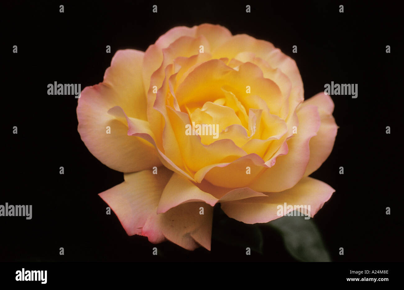 Orange shrub rose rosa hi-res stock photography and images - Alamy