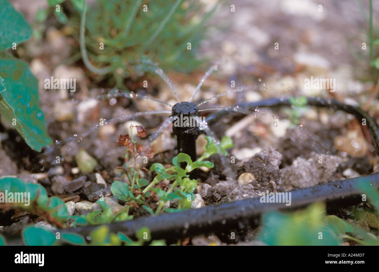 Transitional Watering Point Automatic watering point Stock Photo - Alamy