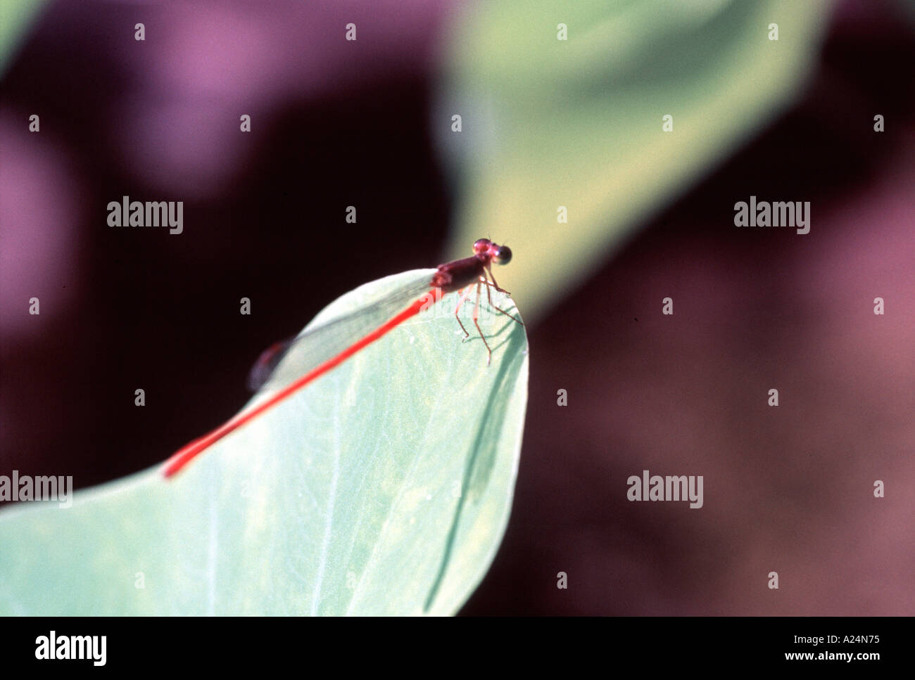 Dragonfly resting on leaf Stock Photo