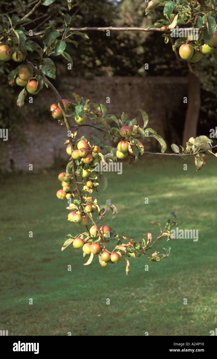 Kelmscott Manor Lechlade Gloscestershire England UK Home of William Morris Arts Crafts movement Apple tree laden with fruit  Stock Photo