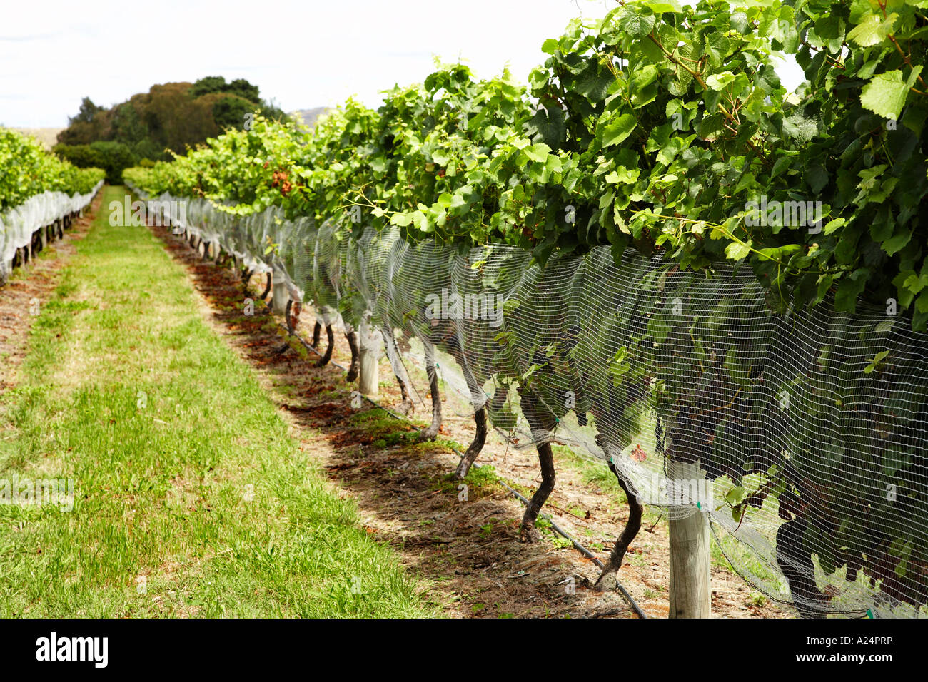 grape vines with netting to protect from bird attack Stock Photo Alamy