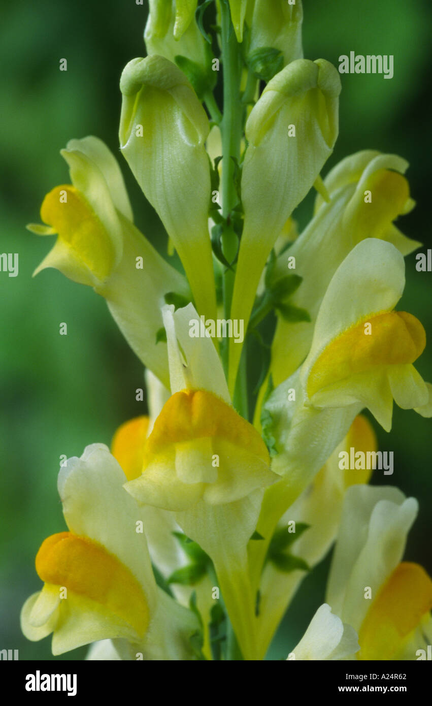 Linaria vulgaris. Toadflax. Stock Photo