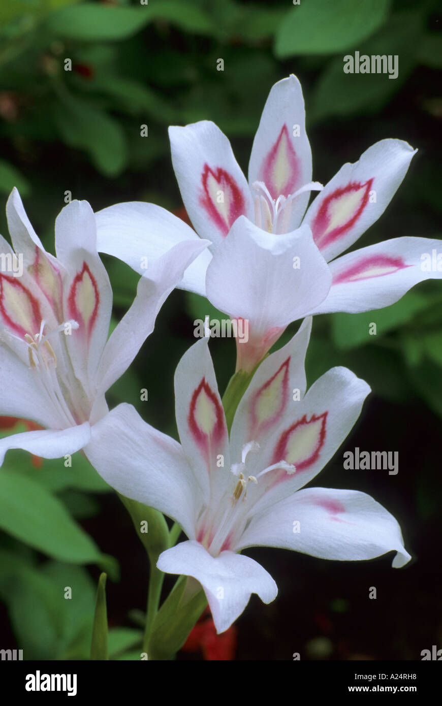 Gladiolus 'Nymph' Stock Photo