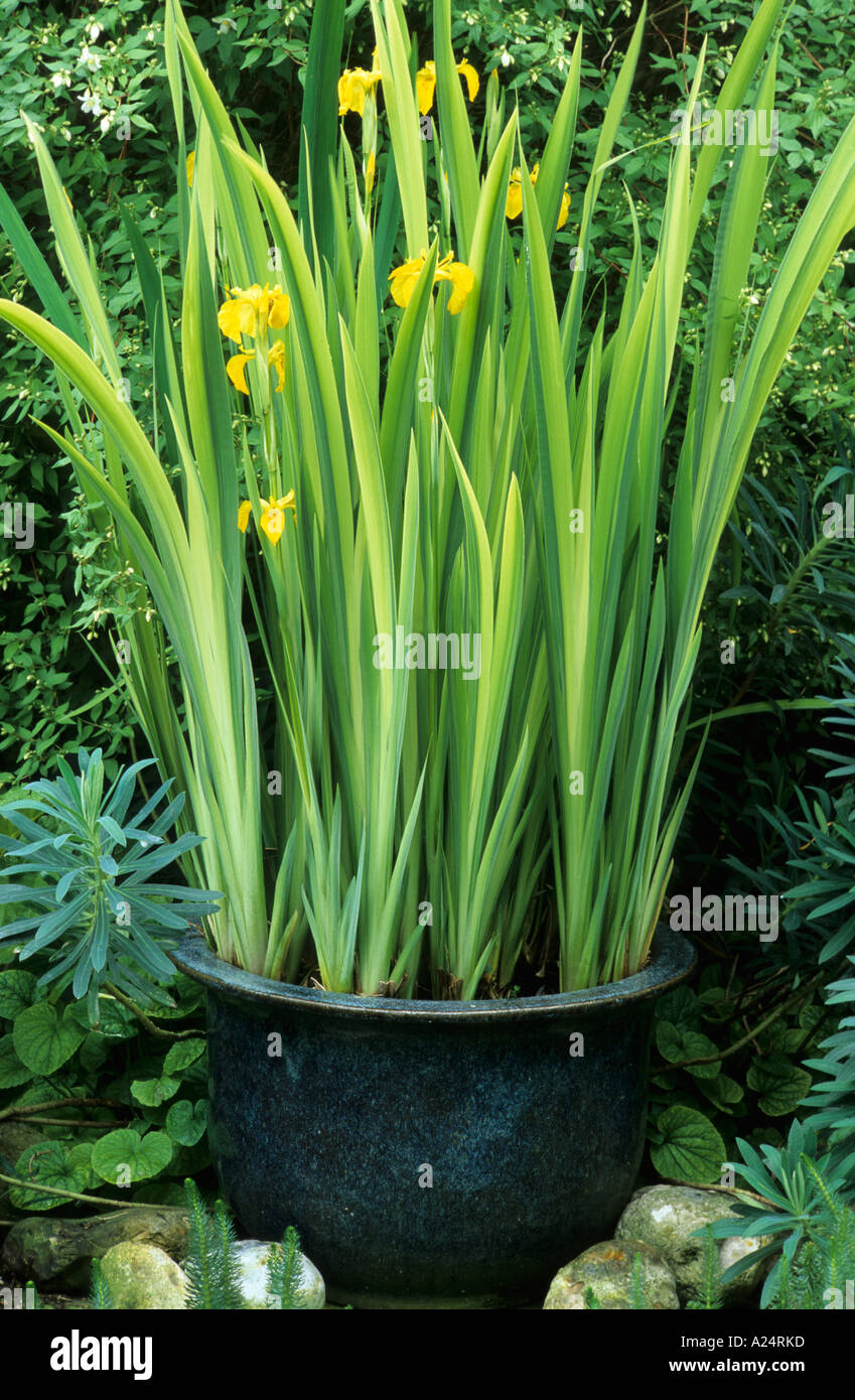 Iris pseudacorus 'Variegata' in water Container Stock Photo Alamy