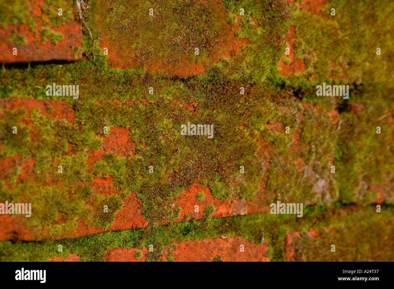 detail of natural moss grows over the pattern of bricks on a tall