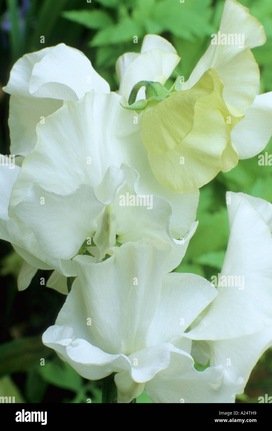 Lathyrus odoratus 'Dancing Queen' Stock Photo