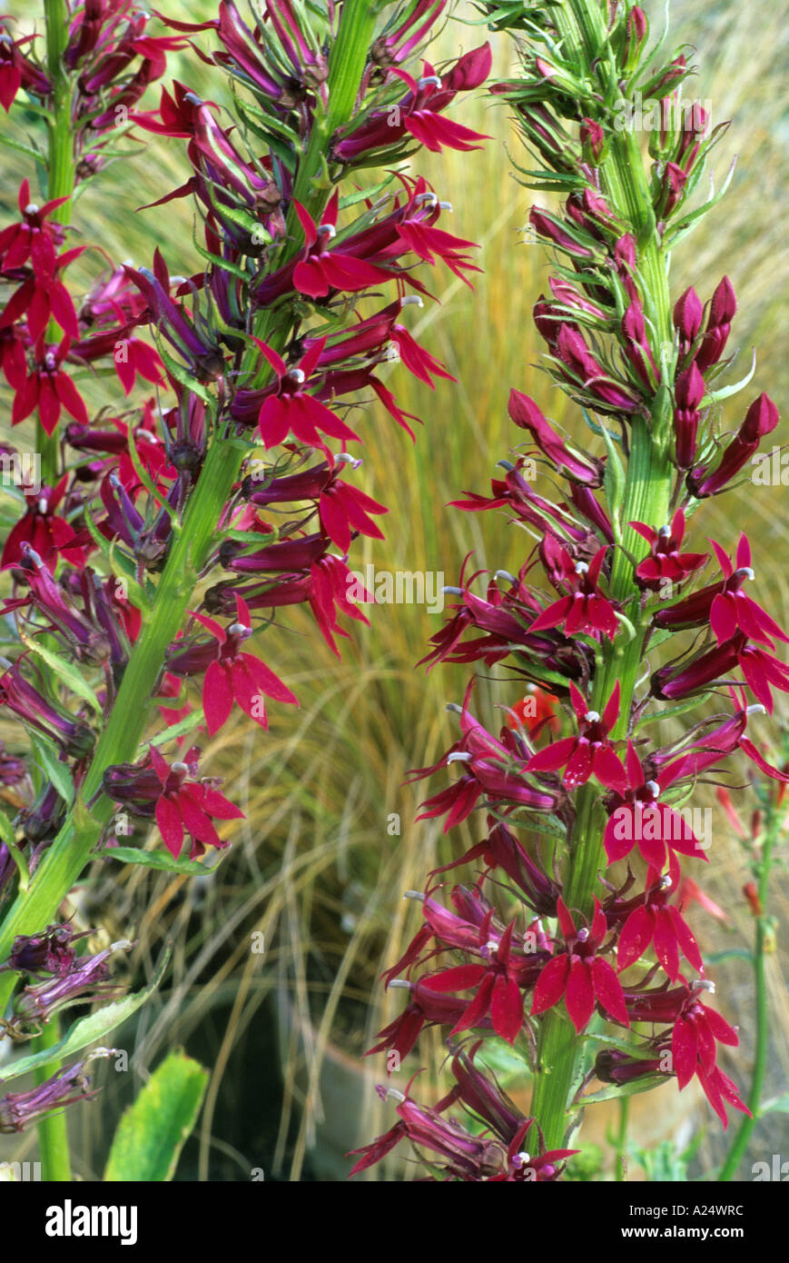 Lobelia 'Ruby Slippers' Stock Photo - Alamy