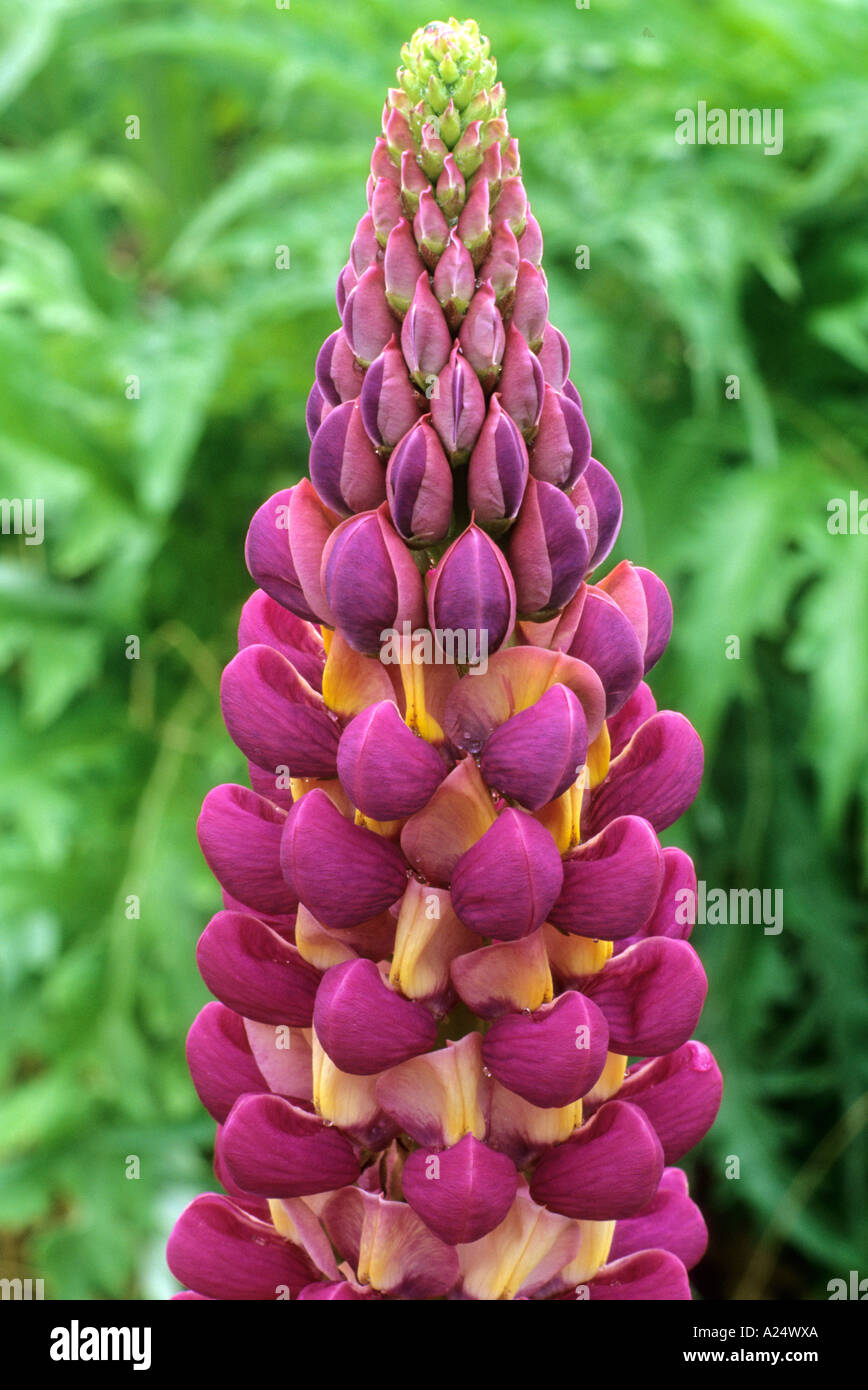 Lupinus 'Bishop's Tipple', lupin, purple flower, garden plant, horticulture lupins Stock Photo