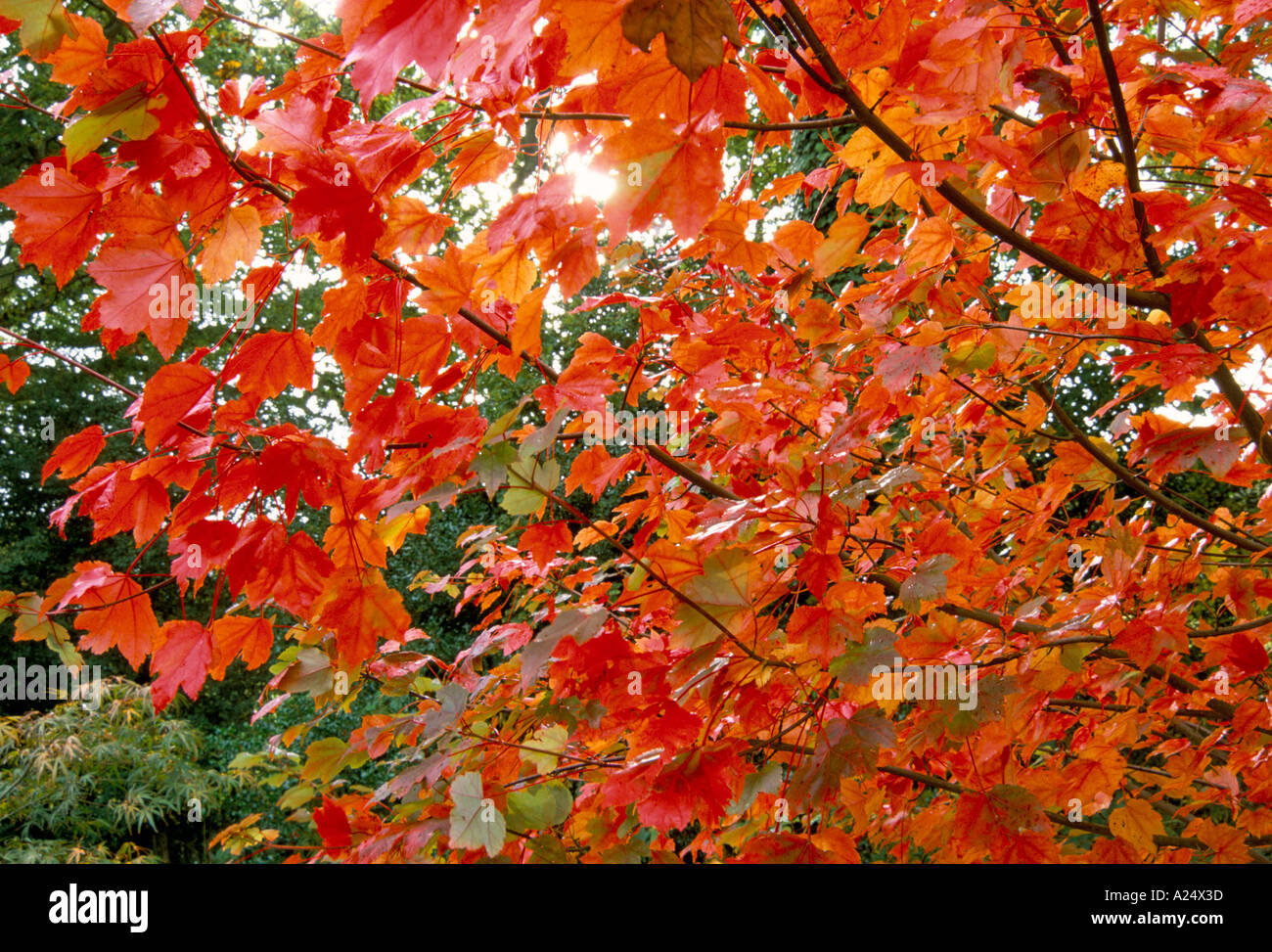 Acer rubrum October Glory Stock Photo