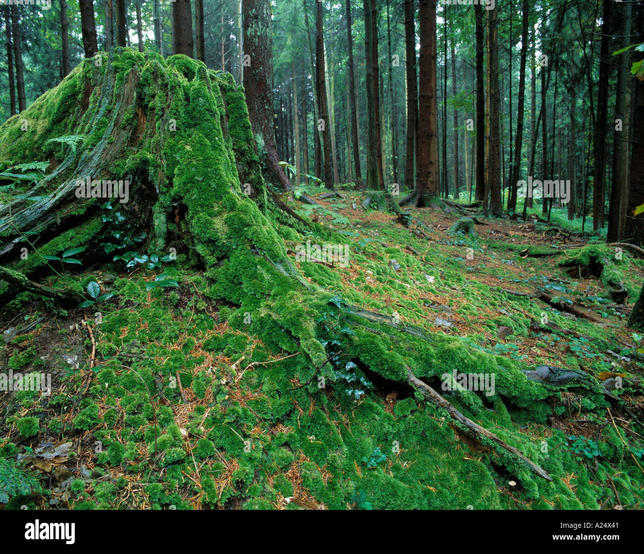 Closeup Of A Moss Covered Tree Stump Deep In The Woods Stock Photo Alamy