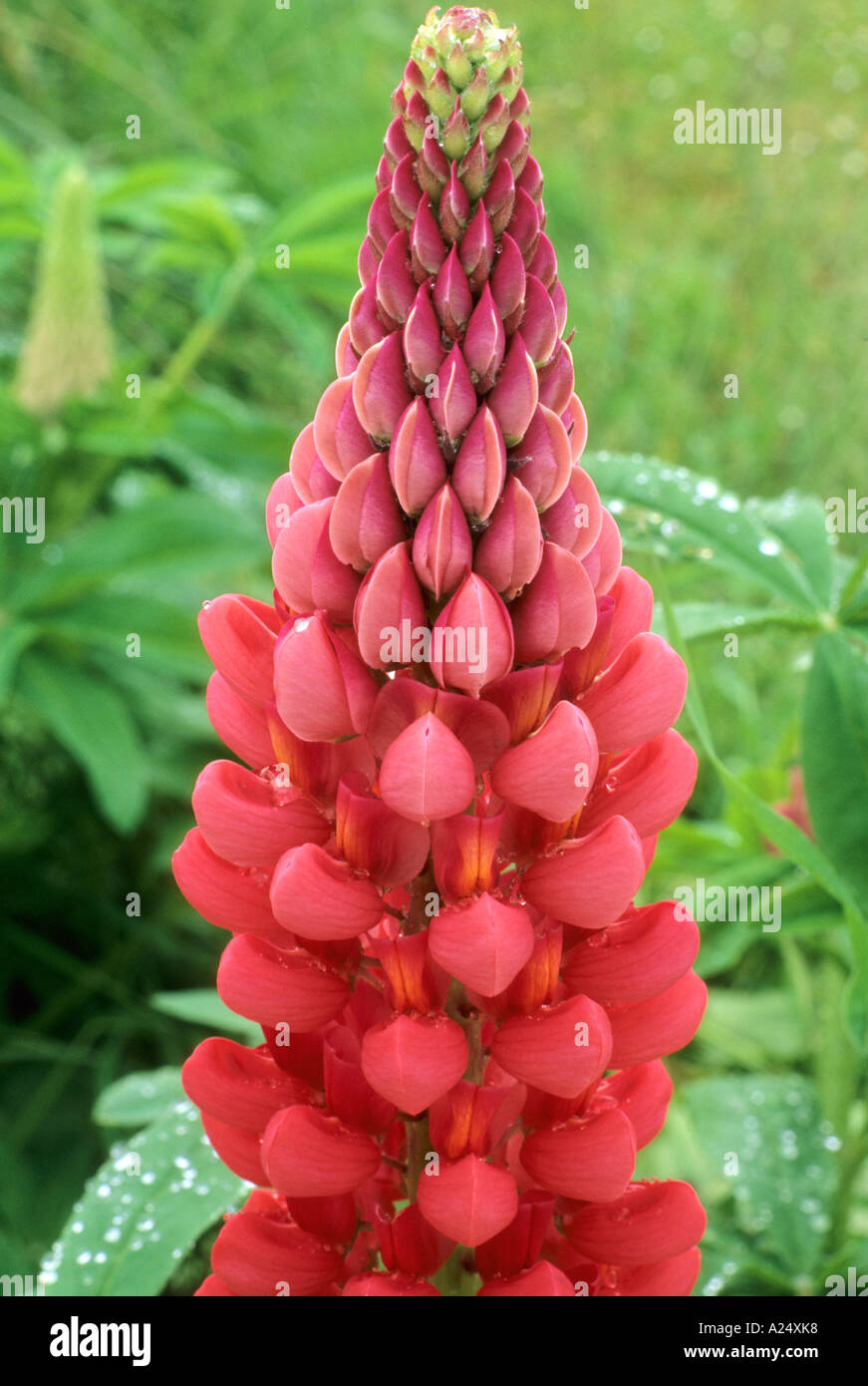 Lupinus 'Red Arrow', lupin, red pink coloured flower spike, garden plant, horticulture, detail, close up lupins Stock Photo
