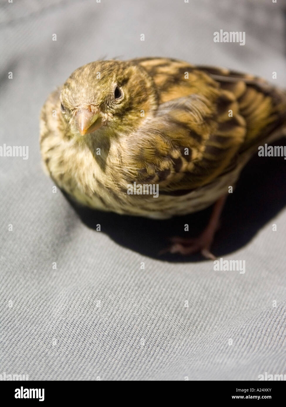 Female house sparrow facing front hi-res stock photography and images ...