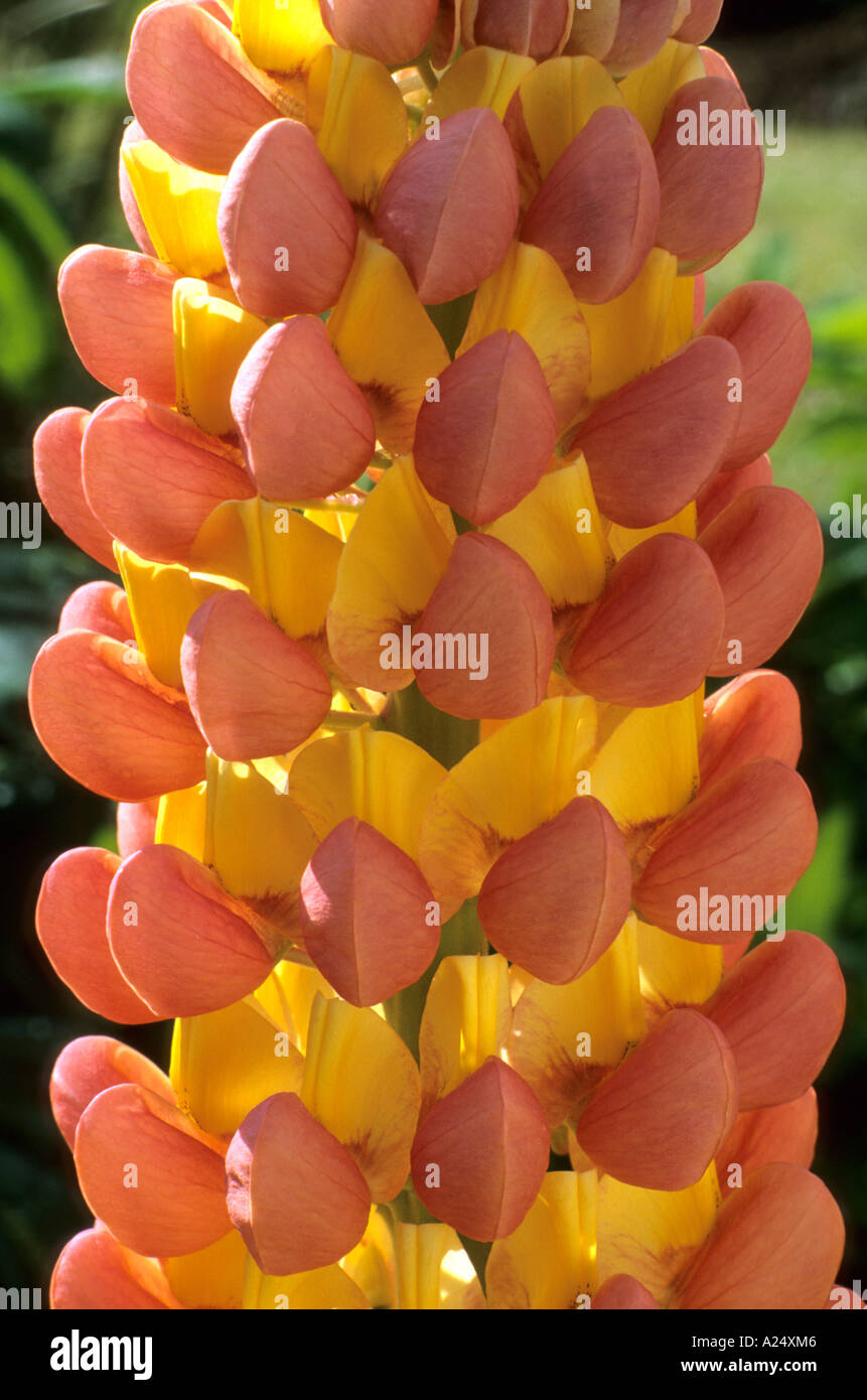 Lupinus 'Sand Pink', lupin, yellow, sand coloured flower spike, garden plant, horticulture, detail, close up lupins Stock Photo