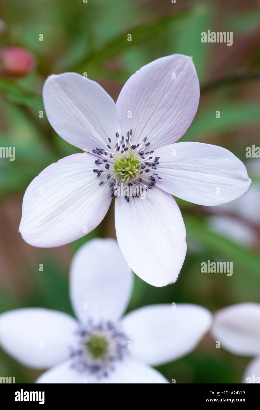 Anemone rivularis hi-res stock photography and images - Alamy