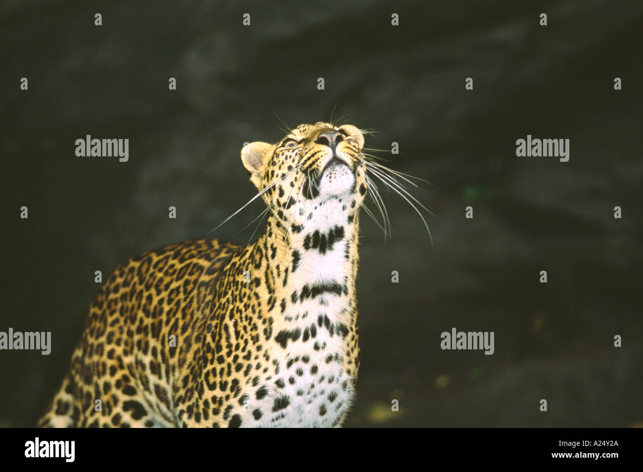 Common Leopard Panthera pardus standing in a shallow cave looking up ...