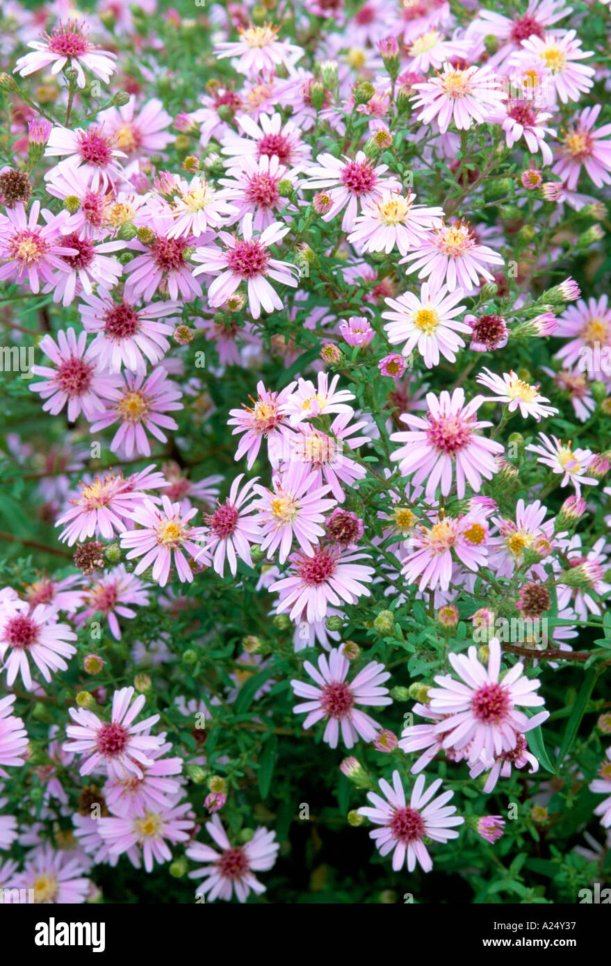 Aster Coombe Fishacre Stock Photo