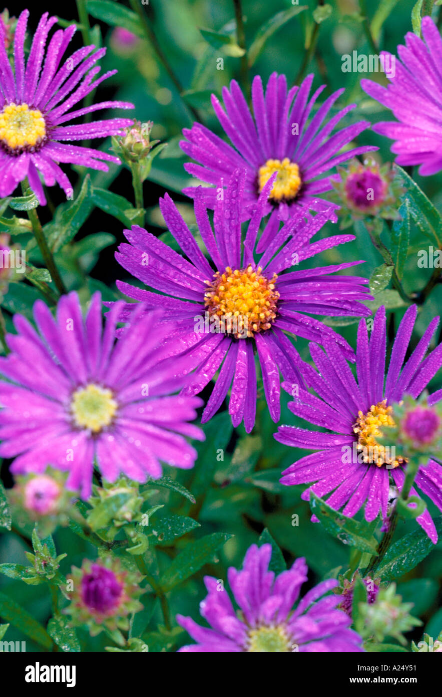 Aster amellus Violet Queen Stock Photo