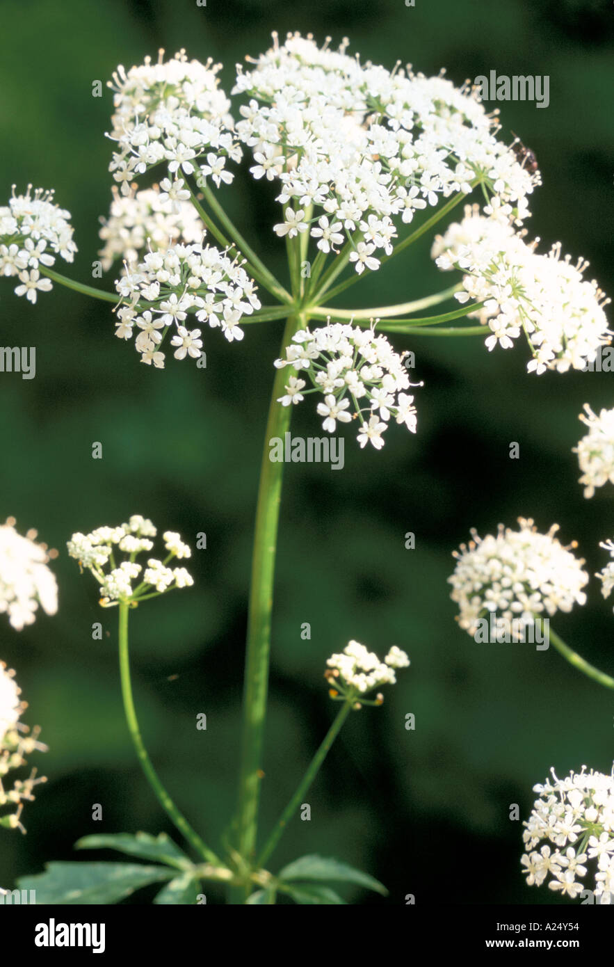 White sylvestris hi-res stock photography and images - Alamy