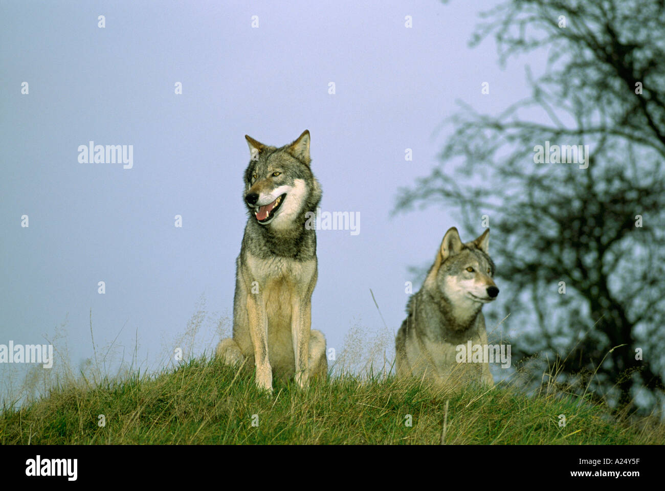 Two common wolves canis lupus American sitting on skyline Stock Photo ...