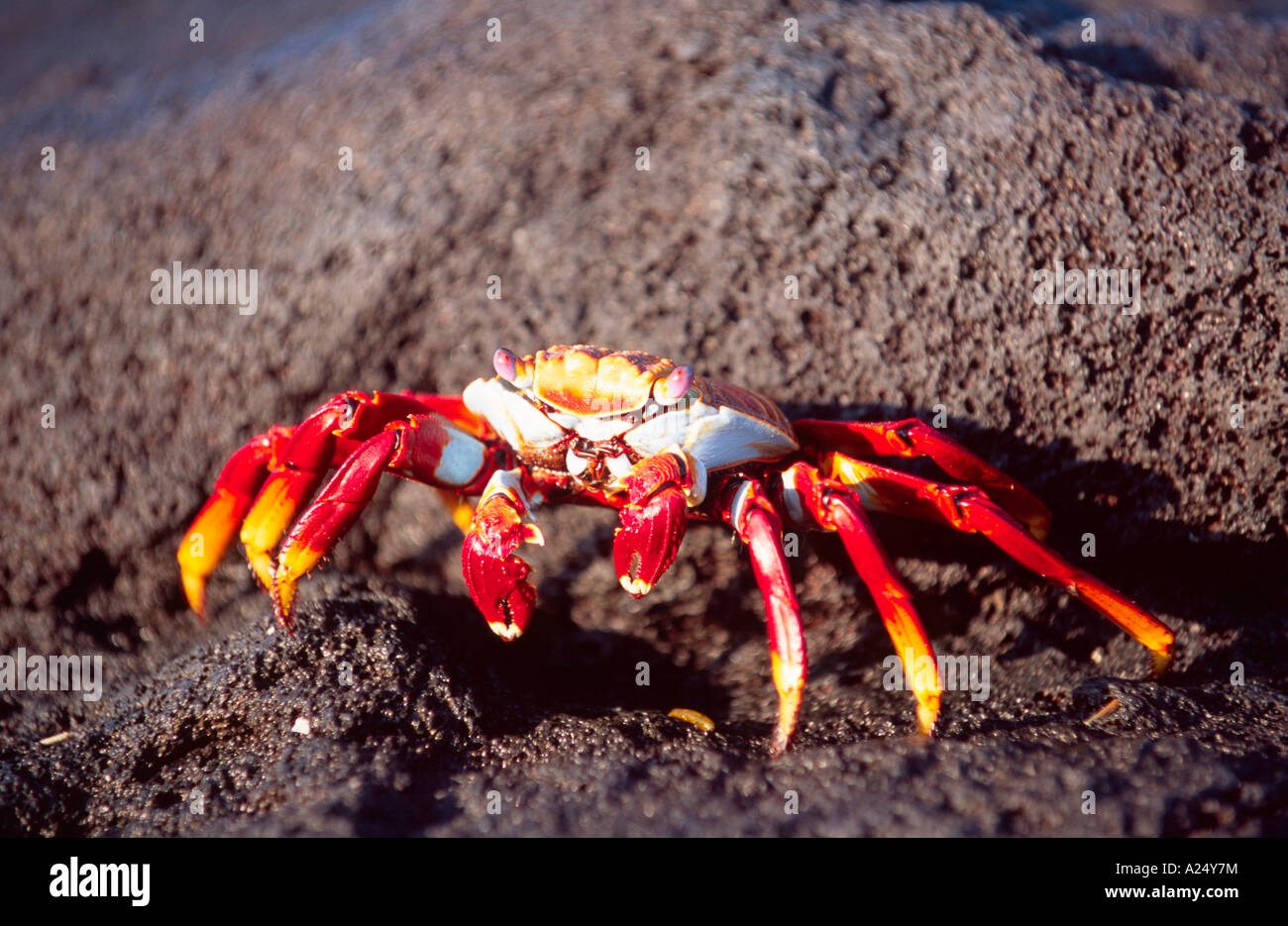 Scharlachrote Felsenkrabbe Grapsus grapsus Galapagos Ecuador Südamerika Stock Photo
