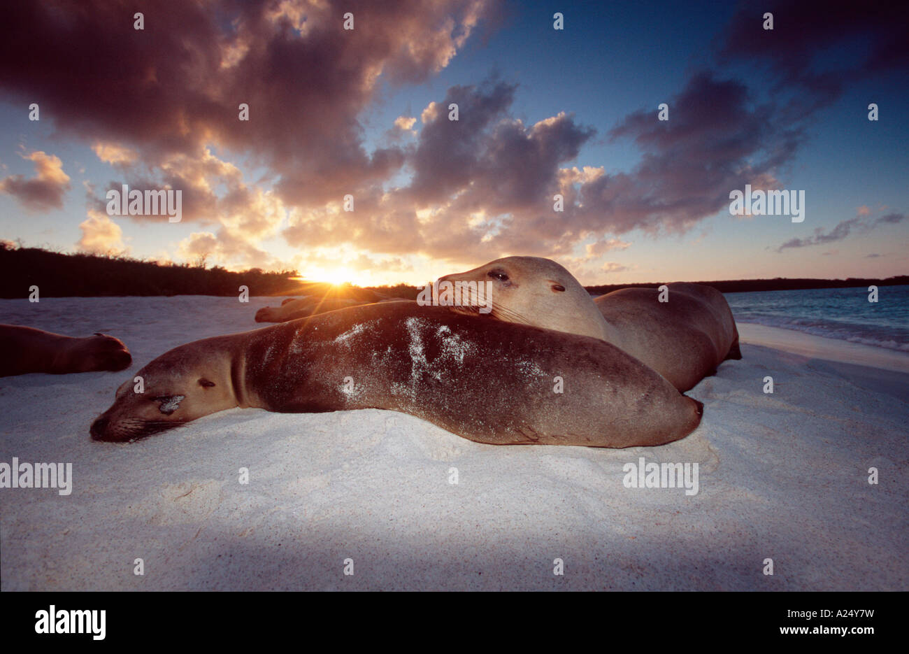 Galapagos Seelöwen schlafen im Sonnenuntergang Zalophus wollebaeki Galapagos Ecuador Südamerika Stock Photo