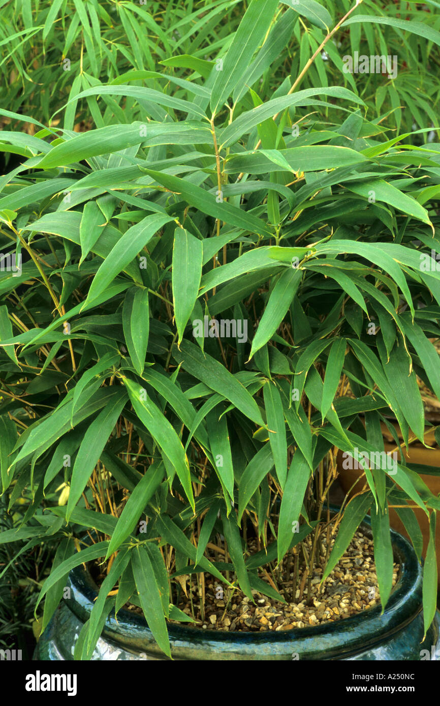 Sasaella ramosa in Container Stock Photo - Alamy