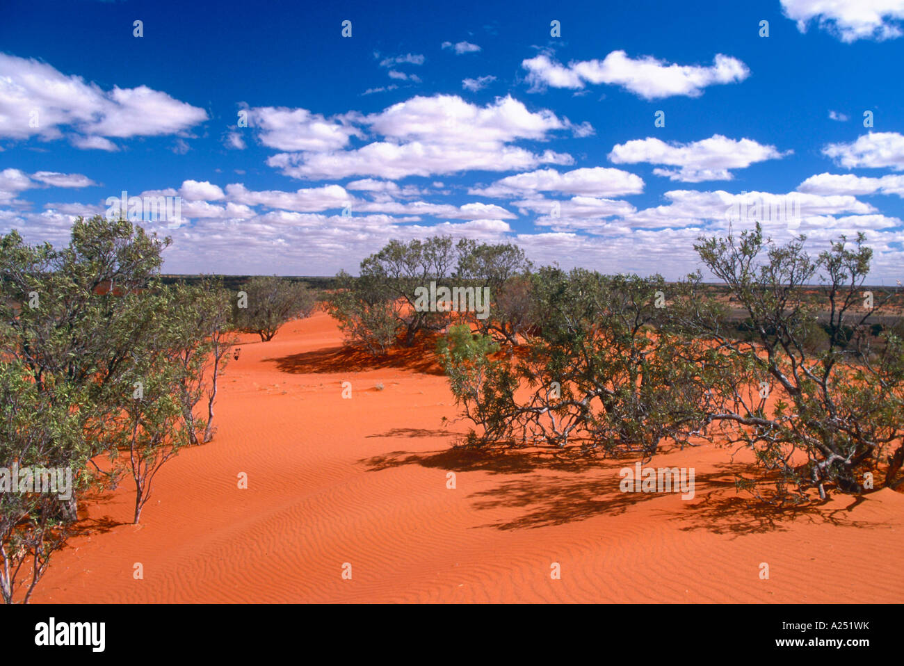 Sandduene Sanddune Strzelecki Desert Australien Stock Photo Alamy