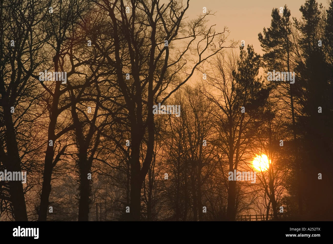 Sunrise through woodland, Leicestershire, UK Stock Photo