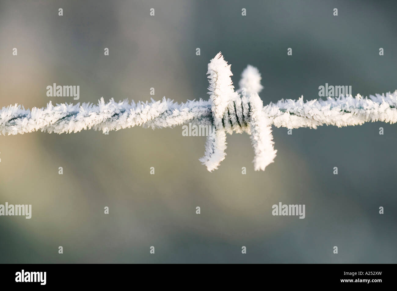 hoare frost on a barbed wire fence, Liecestershire, UK Stock Photo