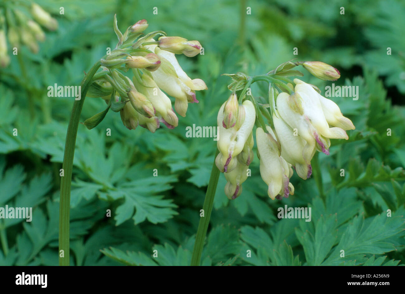 Dicentra formosa alba, heart shaped white flowers, garden plant, horticulture dicentras Stock Photo