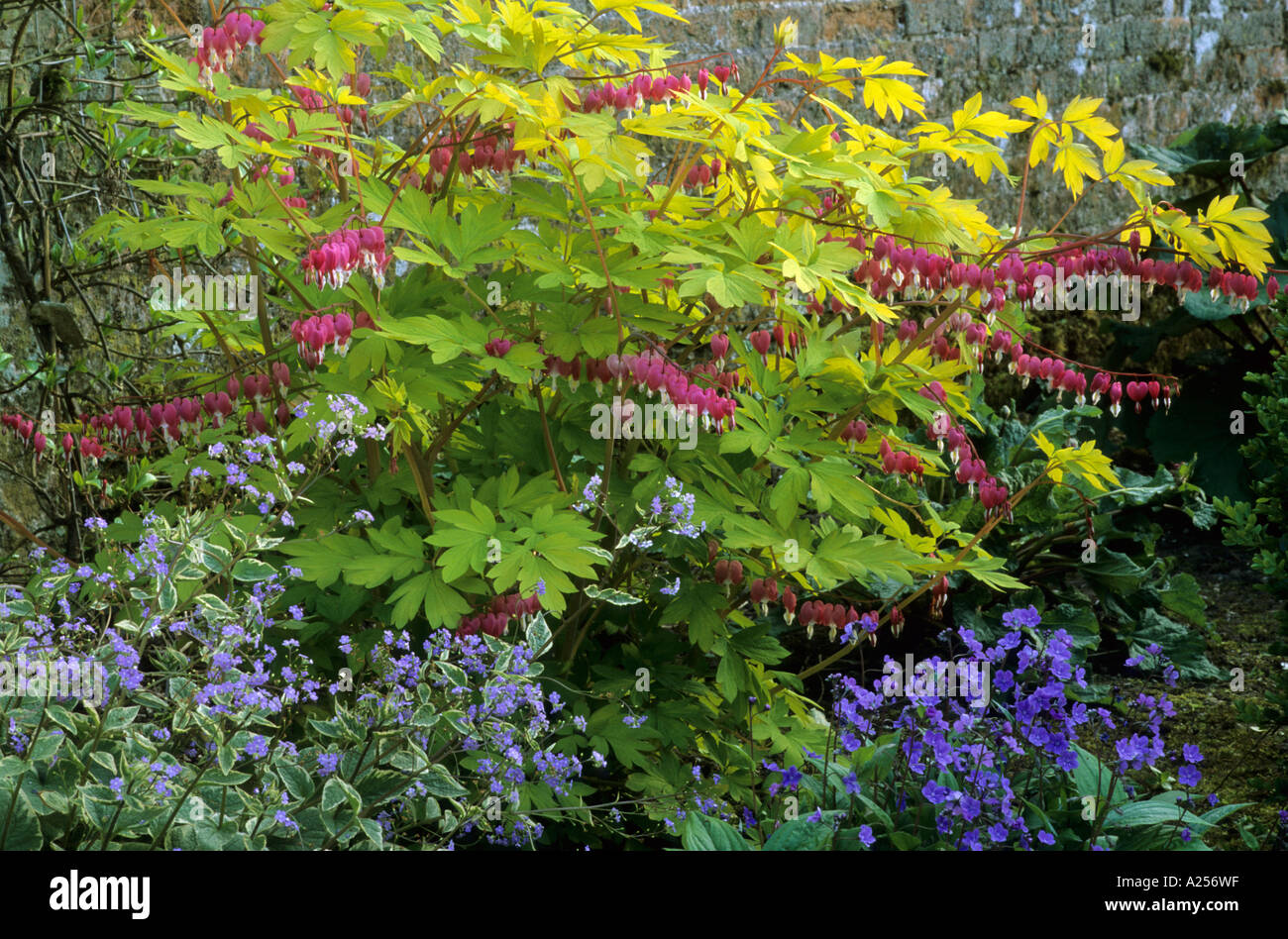 Dicentra spectabilis 'Gold Heart' Omphalodes, Brunnera Stock Photo